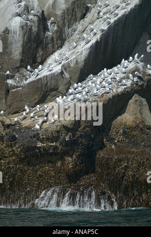 Mouette tridactyle (Rissa tridactyla) reposant sur des roches Chiswell Islands Kenai Fjords National Park nr Seward Alaska USA Banque D'Images