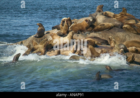 Les Lions de mer Stellers Eumetopias jubatus sur les rochers dans le parc national Glacier Bay en Alaska USA Banque D'Images