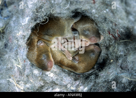 Campagnol roussâtre (Clethrionomys glareolus), les jeunes souris nouveau-nés dans le nid Banque D'Images