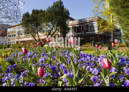 Pansy, Pansy violette (Viola x wittrockiana, Viola wittrockiana, Viola hybrida), avec des tulipes en parc, l'Allemagne, l'Eberbach Banque D'Images