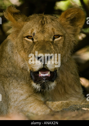 Un jeune homme lion Panthera leo pantalon et se repose pendant la chaleur de la journée dans le Parc National de Chobe au Botswana Afrique du Sud Banque D'Images