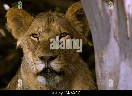 Un jeune homme lion Panthera leo repose dans l'ombre d'un arbre dans le Parc National de Chobe game reserve au Botswana Afrique du Sud Banque D'Images