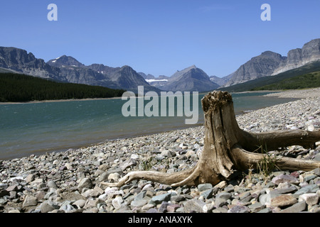 Souche d'arbre à un lac glaciaire en face des montagnes Rocheuses, USA, Montana, Parc National de Glacier Banque D'Images