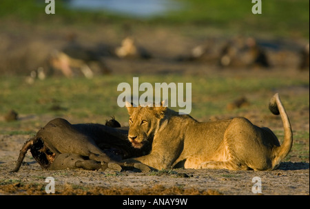 Une lionne Panthera leo avec du sang sur sa bouche se couche et mange sa proie un jeune bison dans le Parc National de Chobe game reser Banque D'Images