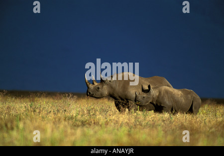 Un rhinocéros noir et veau (Diceros bicornis michaeli) sur le cratère du Ngorongoro plancher contre un sombre ciel d'orage Banque D'Images