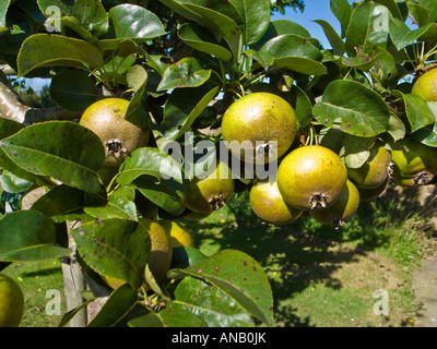 Fruit de Perry rare poire cidre Pyrus communis 'Hartpury Green' croissant dans le cimetière à Hartpury Gloucestershire UK Banque D'Images