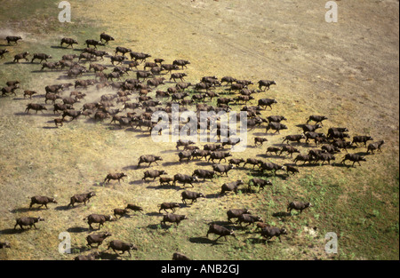 Une vue aérienne d'un grand troupeau de buffle forger à travers une plaine sèche (Syncerus caffer) Banque D'Images