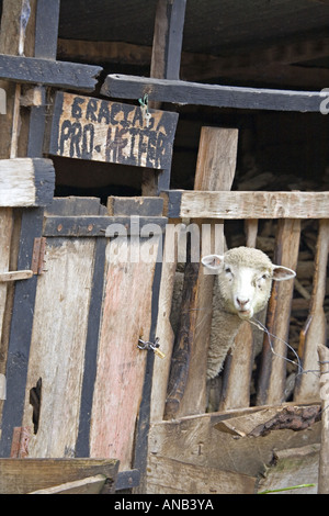 GUATEMALA CAPELLANIA Heifer Project International moutons élevés conformément à la politique de zéro-pâturage Banque D'Images