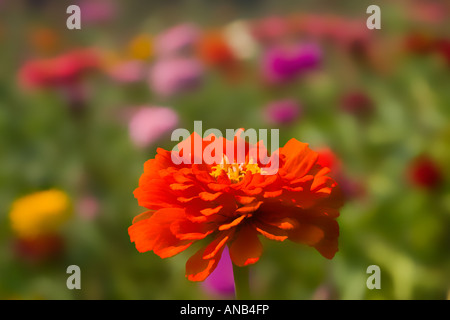 Zinnia rouge Fleur, Asteraceae Banque D'Images