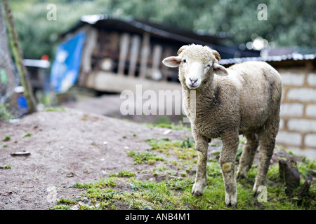 GUATEMALA CAPELLANIA Heifer Project International moutons élevés conformément à la politique de zéro-pâturage Banque D'Images