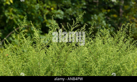 L'herbe à poux Ambrosia artemisiifolia Banque D'Images