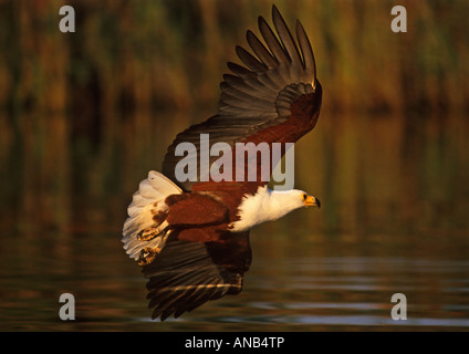 Fish eagle swooping vers le bas bas au-dessus de l'eau Banque D'Images