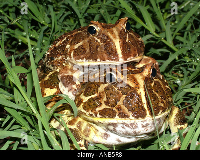 L'accouplement Chacoan horned frog (Ceratophrys cranwelli) Gran Chaco, Paraguay Banque D'Images