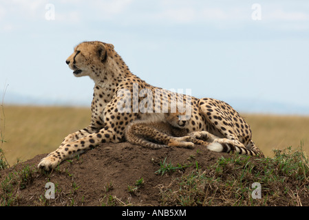 Et Cheetah Cub couchée sur une termitière Banque D'Images