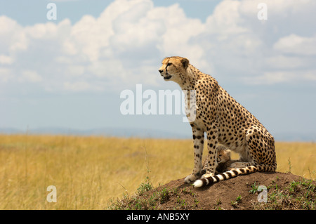 Avec Cheetah cub assis à l'ombre de son corps entre ses jambes Banque D'Images