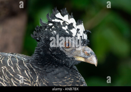 Crax Blumenbachii Curassow bec rouge en captivité - Banque D'Images