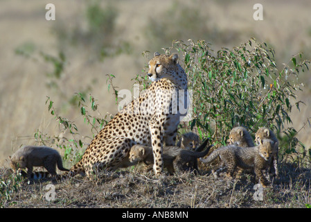 Le Guépard (Acinonyx jubatus) avec six jeunes oursons autour de fraisage Banque D'Images