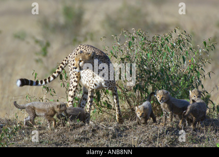 Le Guépard (Acinonyx jubatus) avec six jeunes oursons autour de fraisage Banque D'Images