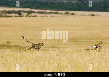 Gazelle de Thomson chasse Guépard (Acinonyx jubatus) (Gazella thompsonii) Banque D'Images