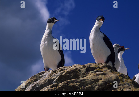 Le roi les cormorans, Îles Falkland Banque D'Images