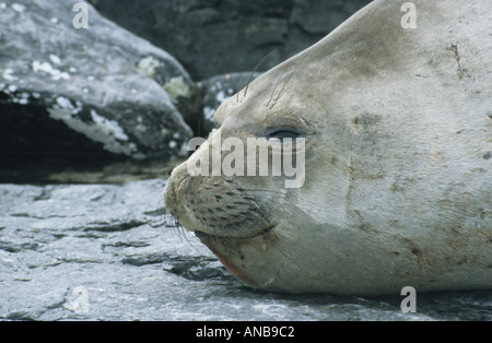 L'éléphant femelle seal sur les îles Orcades du Sud Banque D'Images