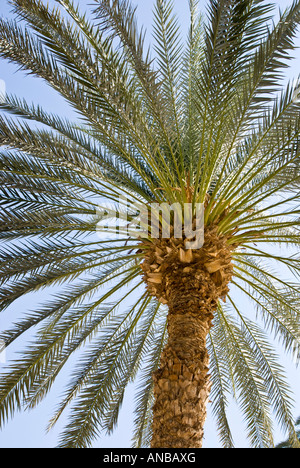 Movenpick Jolie Ville Luxor Hotel Jardin de l'Île Crocodile tête palm tree Banque D'Images