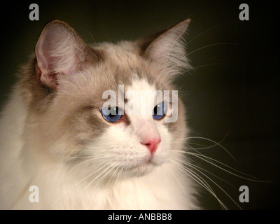 Ragdoll Breed of Cat in Show avec les yeux bleus et la salle de copie et de copie espace et plein visage Banque D'Images