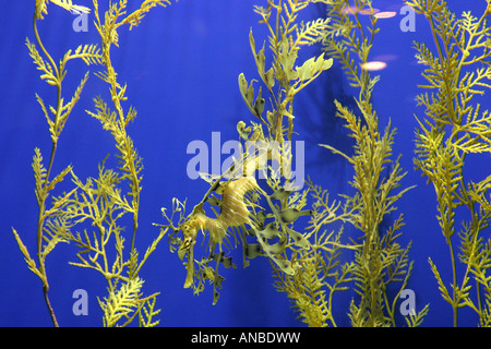 Dragon de mer feuillu, Phycodorus eques Aquarium de Monterey, California USA Banque D'Images