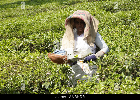 Sélection des femmes sur un plateau de thé dans le district de Wayanad Kerala. Les cueilleurs de thé utiliser des sacs coco comme moyen de la tête d'ombrage Banque D'Images