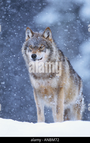 Le loup (Canis lupus). Debout dans la neige adultes Banque D'Images