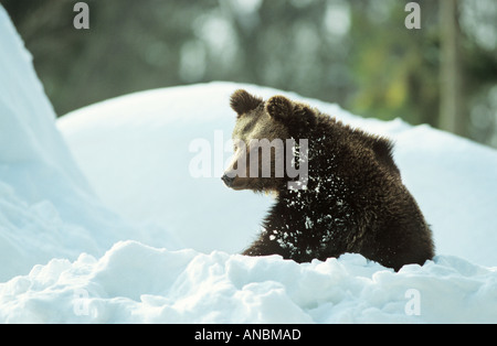 Ours brun européen (Ursus arctos). CUB assis dans la neige Banque D'Images