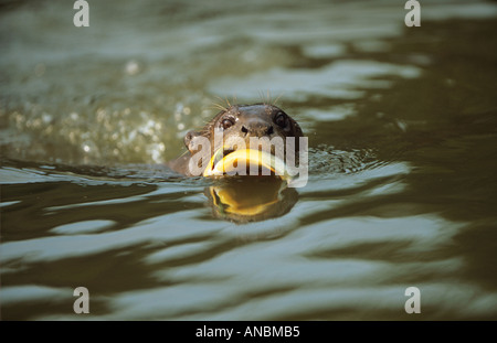 Loutre géante avec des poissons / Pteronura brasiliensis Banque D'Images