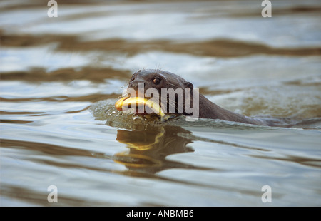 Loutre géante avec des poissons / Pteronura brasiliensis Banque D'Images