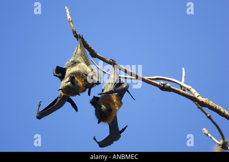 Deux Gray-Headed Flying-Foxes - pendaison de branche / Pteropus poliocephalus Banque D'Images