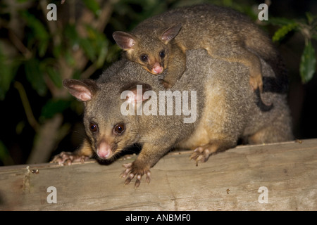 Pushtail commun Possum (Trichosurus vulpecula), mère avec jeune sur le dos Banque D'Images