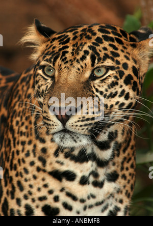 Leopard - portrait / Panthera pardus Banque D'Images