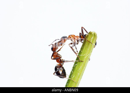 Le sud de fourmi, fourmi Formica rufa (cheval). Deux travailleurs sur une tige, nourrir les uns les autres Banque D'Images