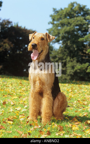 Airedale Terrier chien. Des profils sitting on meadow Banque D'Images