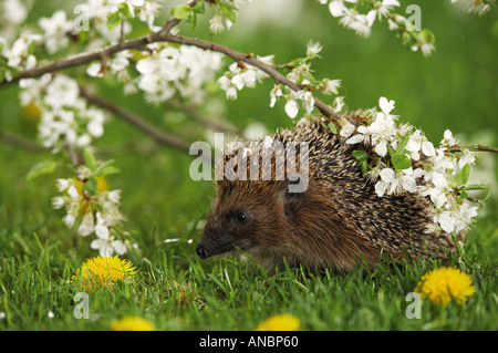 Hérisson européen (Erinaceus europaeus) sur l'herbe, à côté de flowering cherry twig Banque D'Images