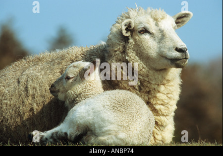 Les moutons domestiques avec de l'agneau Banque D'Images