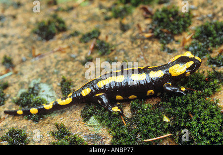 Salamandra salamandra salamandre terrestre / Banque D'Images