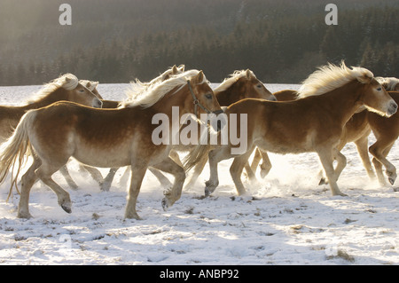 Troupeau trottant dans Haflinger - snow Banque D'Images