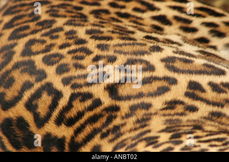 D'une Fourrure Léopard africain close up Banque D'Images