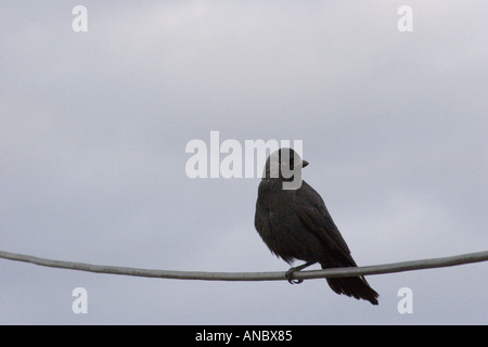 Sur la ligne de téléphone Jackdaw Banque D'Images