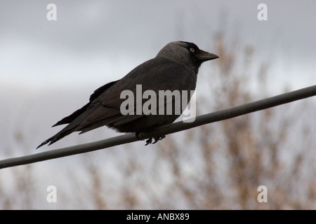 Sur la ligne de téléphone Jackdaw Banque D'Images