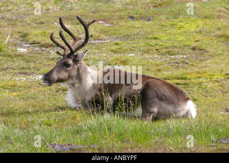 Le renne en liberté sur le plateau de Cairngorm, le Parc National de Cairngorms, en Écosse Banque D'Images