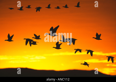 Des neiges Anser caerulescens battant troupeaux silhouetté contre aube Bosque del Apache NWR Nouveau Mexique USA Novembre Banque D'Images