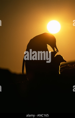 Gentoo pingouin Pygoscelis papua avec de jeunes adultes qui se profile au coucher du soleil sur l'Île Petermann Péninsule Antarctique Janvier Banque D'Images