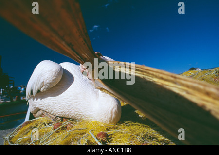 Le Pélican blanc Pelecanus onocrotalus Lesvos Grèce loi d'ouverture Banque D'Images