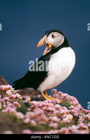 Macareux moine (Fratercula arctica) Comité permanent sur falaise Juin Ecosse Shetland Banque D'Images